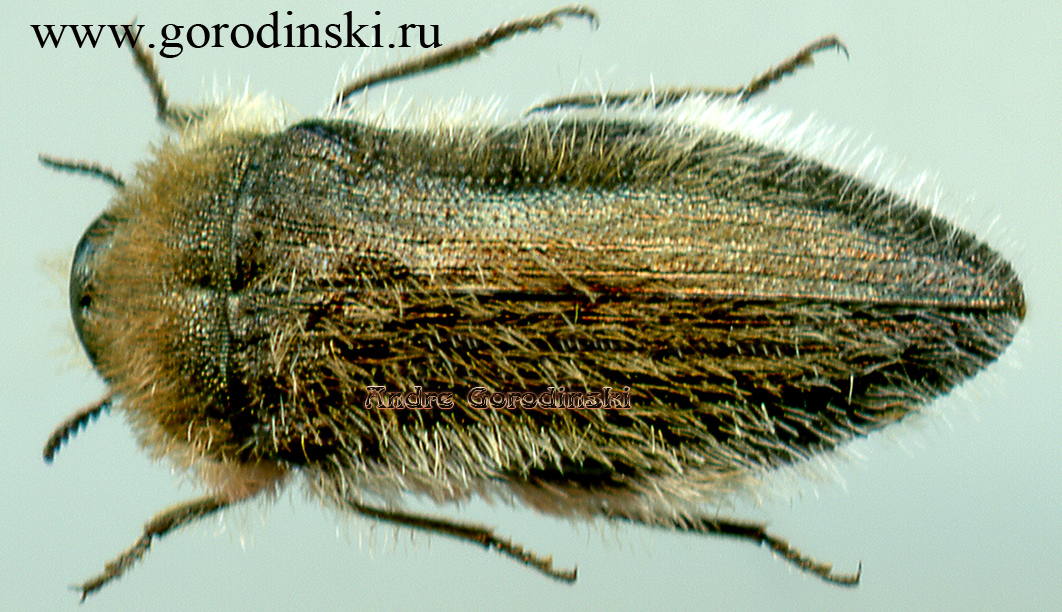 http://www.gorodinski.ru/buprestidae/Acmaeoderella vetusta.jpg